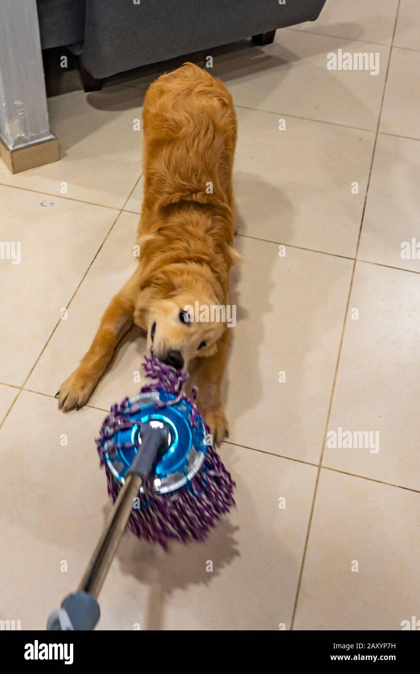 Vertical photo of naughty golden dog biting the floor wiper  Stock Photo