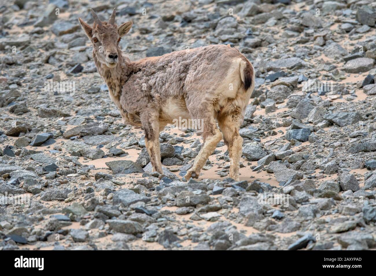 Blue Sheep or bharal, Pseudois nayaur, Ladakh, Jammu and Kashmir, India Stock Photo