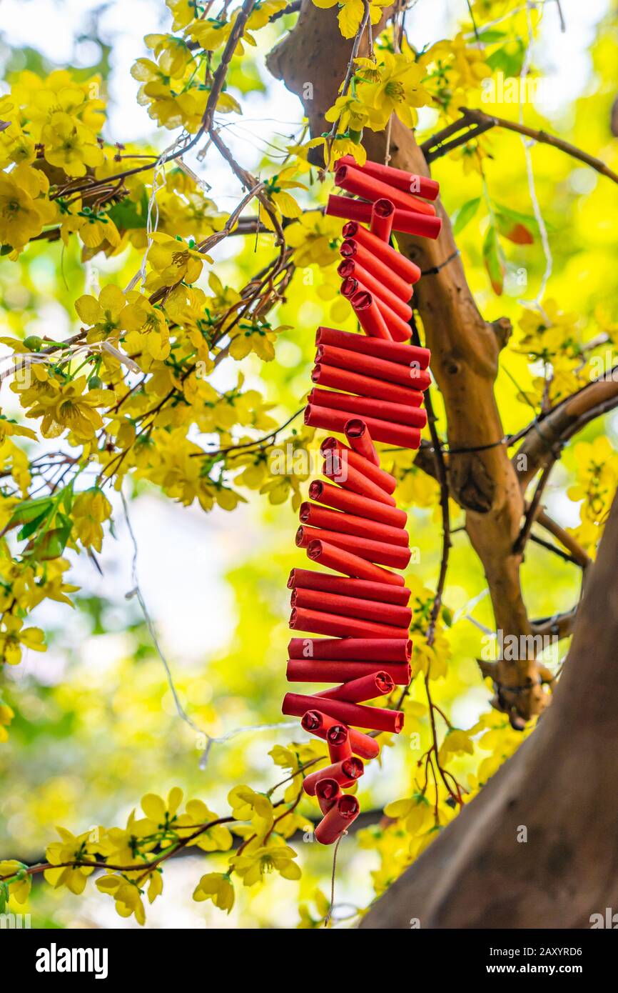 Lunar new year- Firecrackers on yellow apricot blossom tree Stock Photo