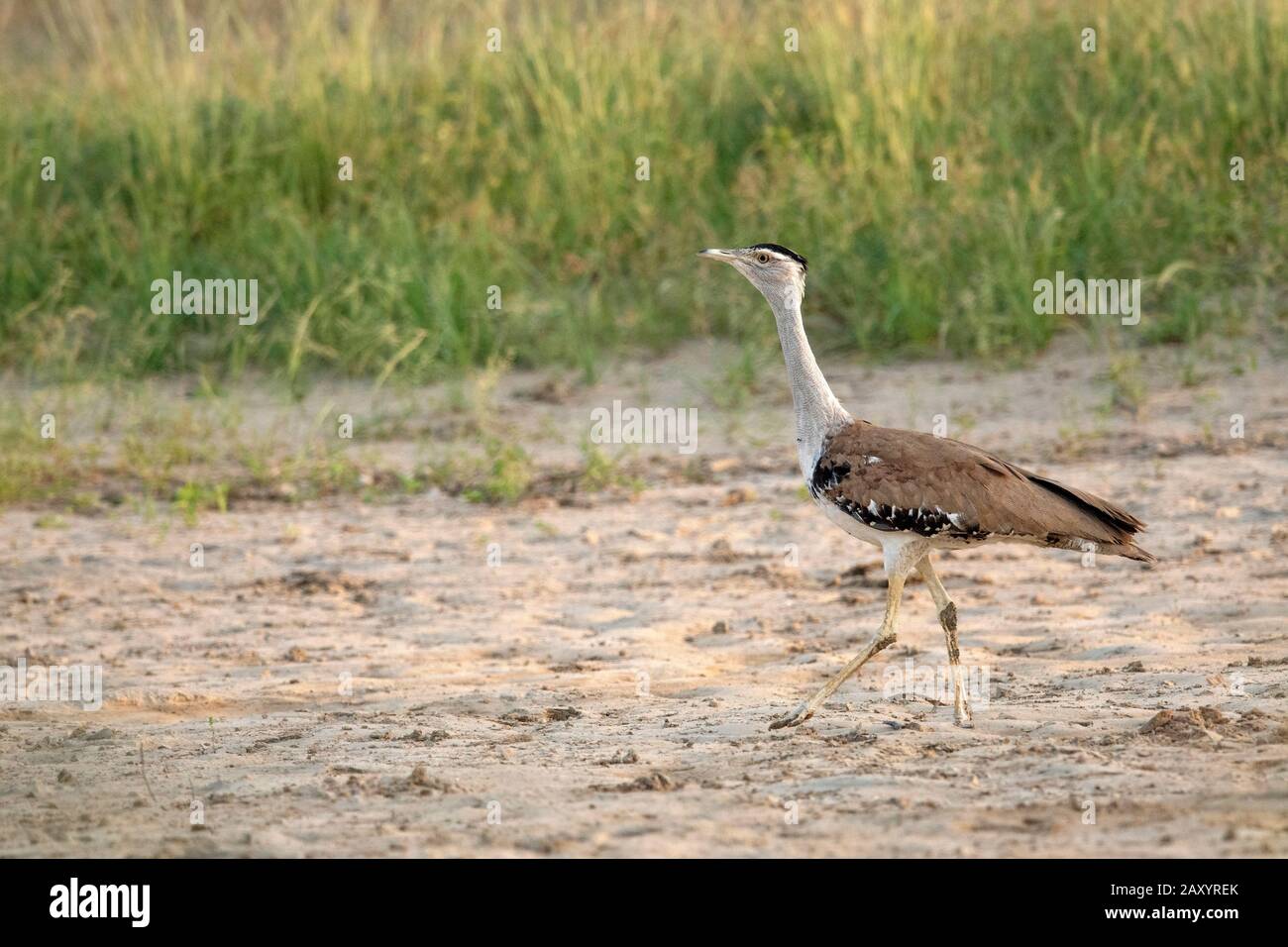 Great Indian Bustard, Ardeotis nigriceps,  Female, Critically Endangered species, Desert National Park, Rajasthan, India. Only 150  estimated in wild Stock Photo