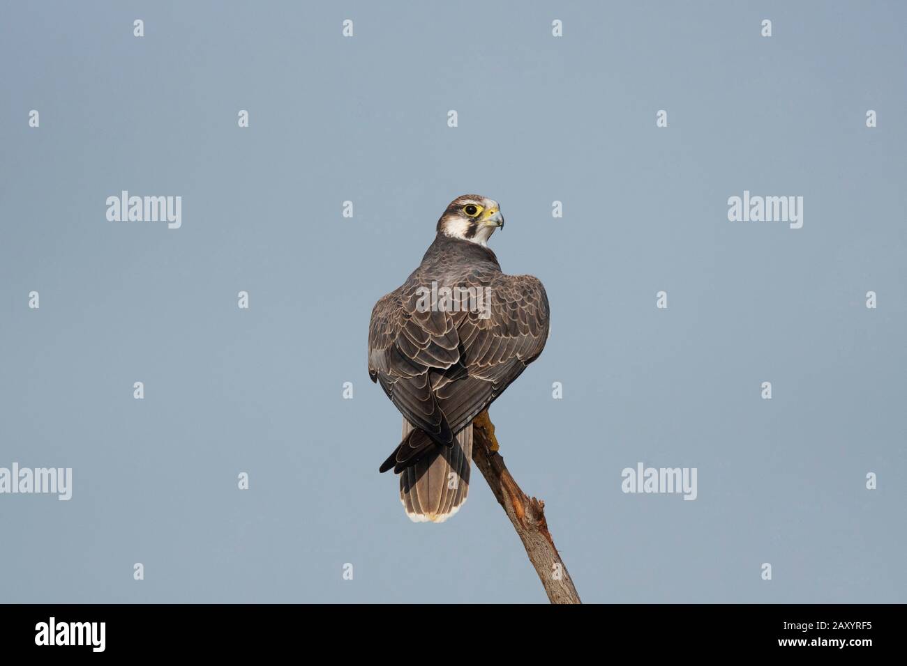 Laggar Falcon, Falco jugger, Desert National Park, Rajasthan, India Stock Photo