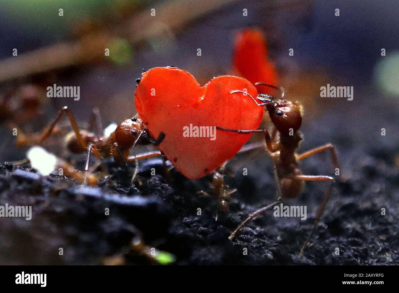 Leafcutter ants carrying peppers cut into the shape of hearts at Blair Drummond Safari Park in Scotland. They might be the smallest animal at the Scottish safari park, but these ants are known for their impressive carrying abilities and can lift weights twenty times their body weight. The worker ants will take these heart-shaped petals back to their nest and use them as fertiliser for their food source. Stock Photo