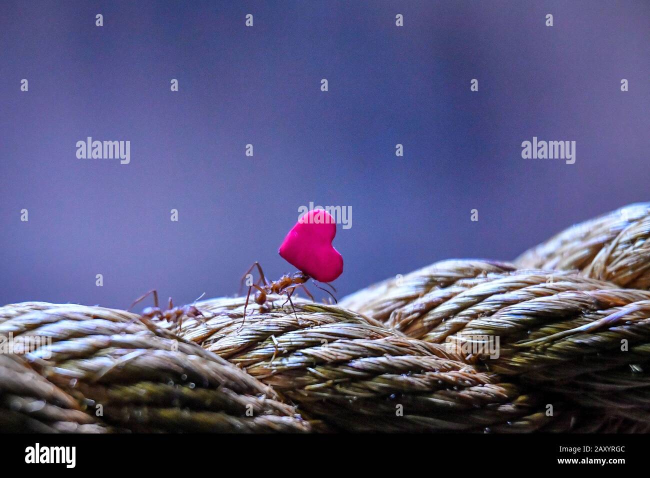 Manageable shapes quickly and attract the ants hires stock