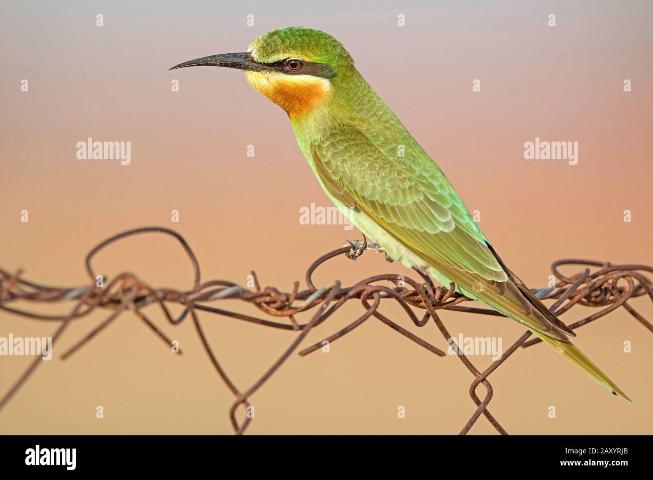 Blue-cheeked bee-eater, Merops persicus, Desert National Park, Rajasthan, India Stock Photo
