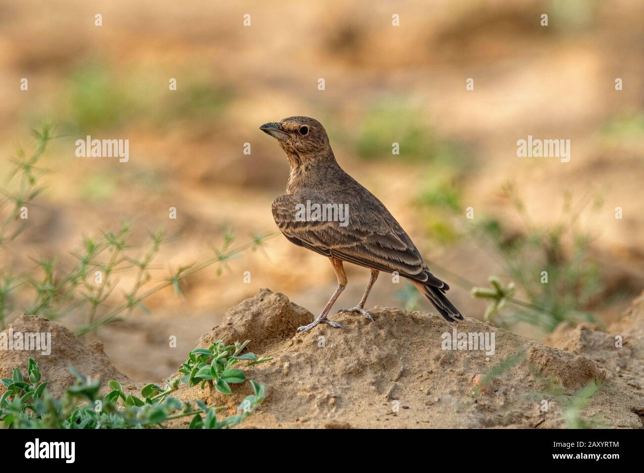 Rufous-tailed lark, Ammomanes phoenicura, Desert National Park, Rajasthan, India Stock Photo