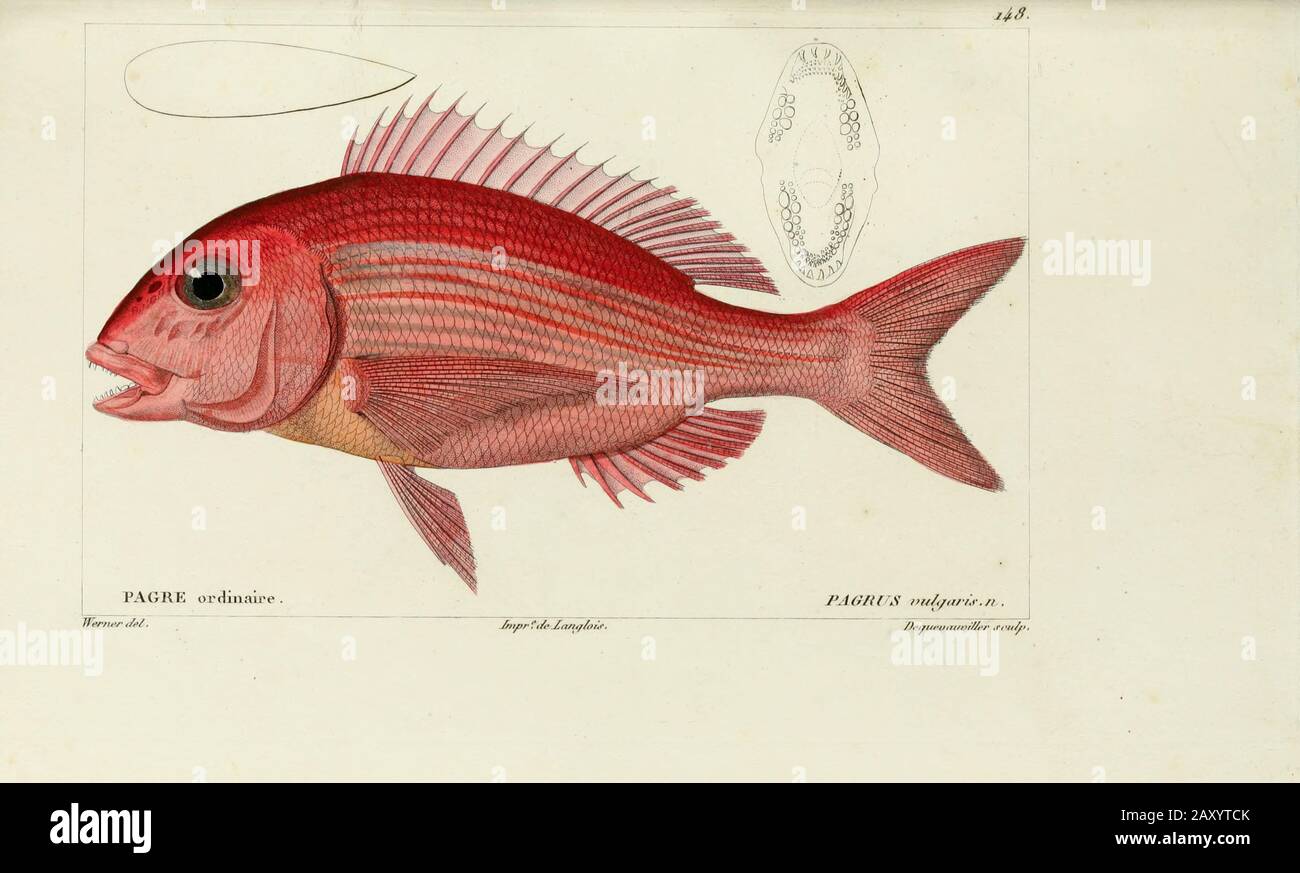 Pagrus (Pagre) from Histoire naturelle des poissons (Natural History of Fish) is a 22-volume treatment of ichthyology published in 1828-1849 by the French savant Georges Cuvier (1769-1832) and his student and successor Achille Valenciennes (1794-1865). Stock Photo