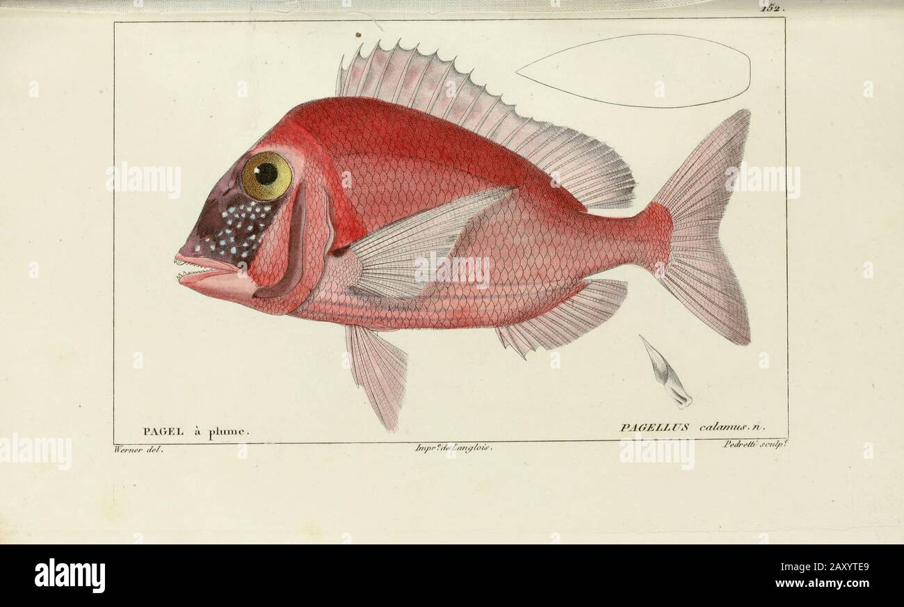Pagellus from Histoire naturelle des poissons (Natural History of Fish) is a 22-volume treatment of ichthyology published in 1828-1849 by the French savant Georges Cuvier (1769-1832) and his student and successor Achille Valenciennes (1794-1865). Stock Photo
