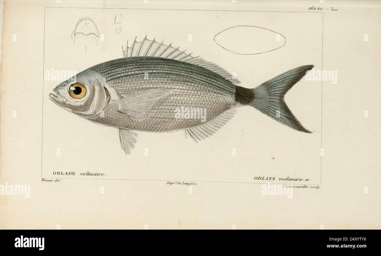 Oblata from Histoire naturelle des poissons (Natural History of Fish) is a 22-volume treatment of ichthyology published in 1828-1849 by the French savant Georges Cuvier (1769-1832) and his student and successor Achille Valenciennes (1794-1865). Stock Photo