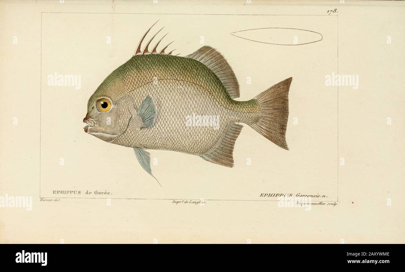 Ephippus from Histoire naturelle des poissons (Natural History of Fish) is a 22-volume treatment of ichthyology published in 1828-1849 by the French savant Georges Cuvier (1769-1832) and his student and successor Achille Valenciennes (1794-1865). Stock Photo