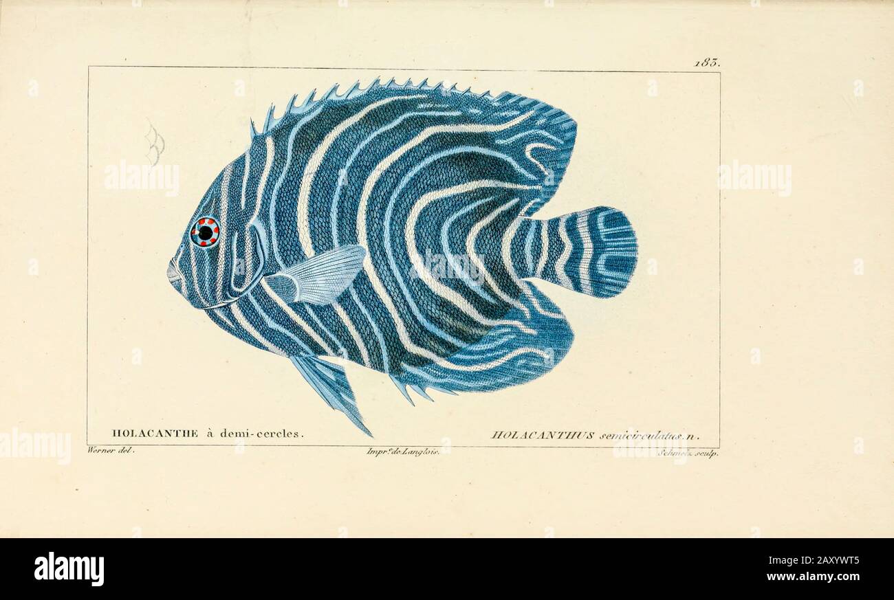 Holacanthus from Histoire naturelle des poissons (Natural History of Fish) is a 22-volume treatment of ichthyology published in 1828-1849 by the French savant Georges Cuvier (1769-1832) and his student and successor Achille Valenciennes (1794-1865). Stock Photo
