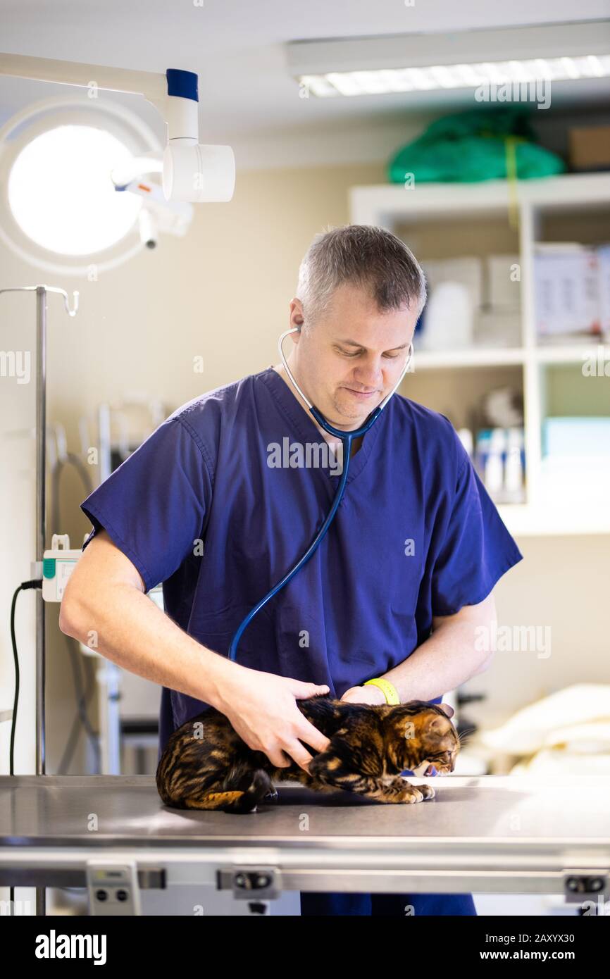 A veterinarian in an ambulance investigates a Bengali cat Stock Photo
