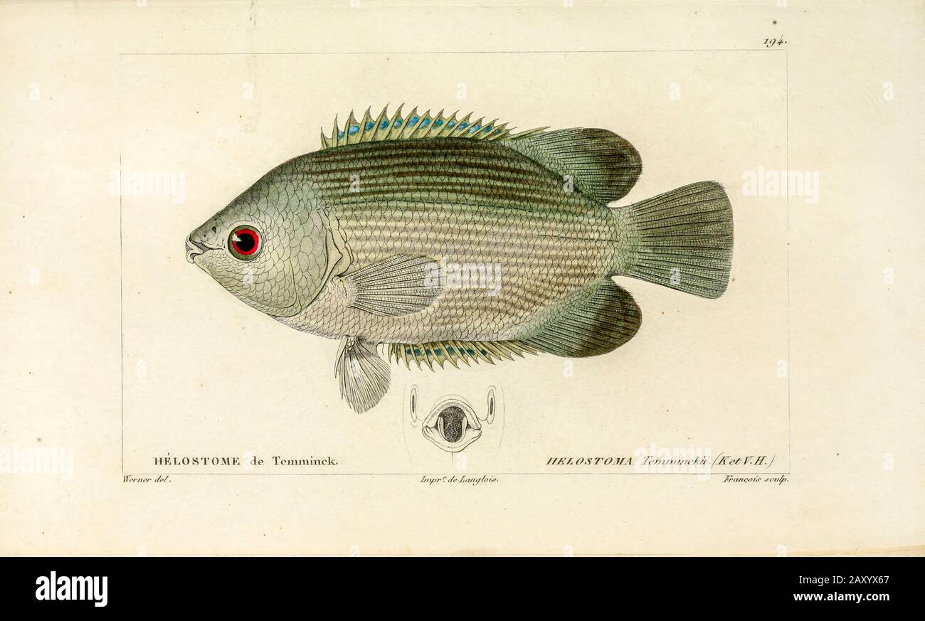 Helostoma from Histoire naturelle des poissons (Natural History of Fish) is a 22-volume treatment of ichthyology published in 1828-1849 by the French savant Georges Cuvier (1769-1832) and his student and successor Achille Valenciennes (1794-1865). Stock Photo