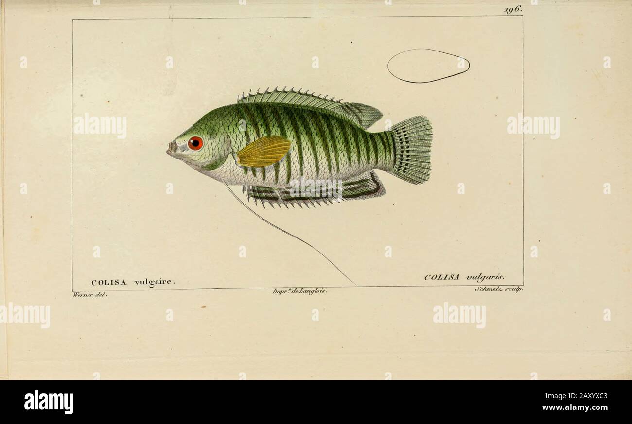 Colisa from Histoire naturelle des poissons (Natural History of Fish) is a 22-volume treatment of ichthyology published in 1828-1849 by the French savant Georges Cuvier (1769-1832) and his student and successor Achille Valenciennes (1794-1865). Stock Photo