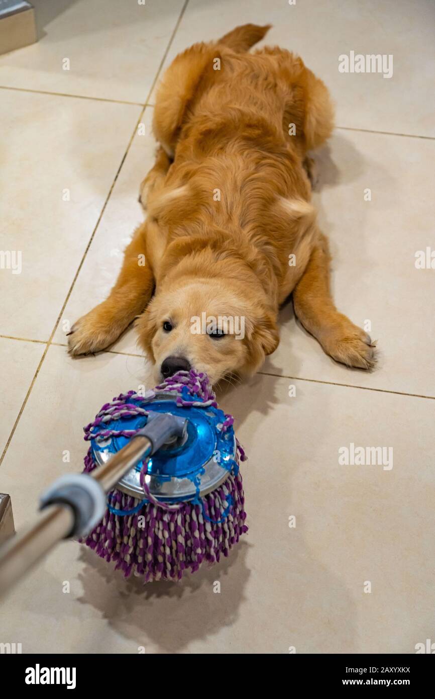 Naughty golden dog playing with the floor wiper  Stock Photo