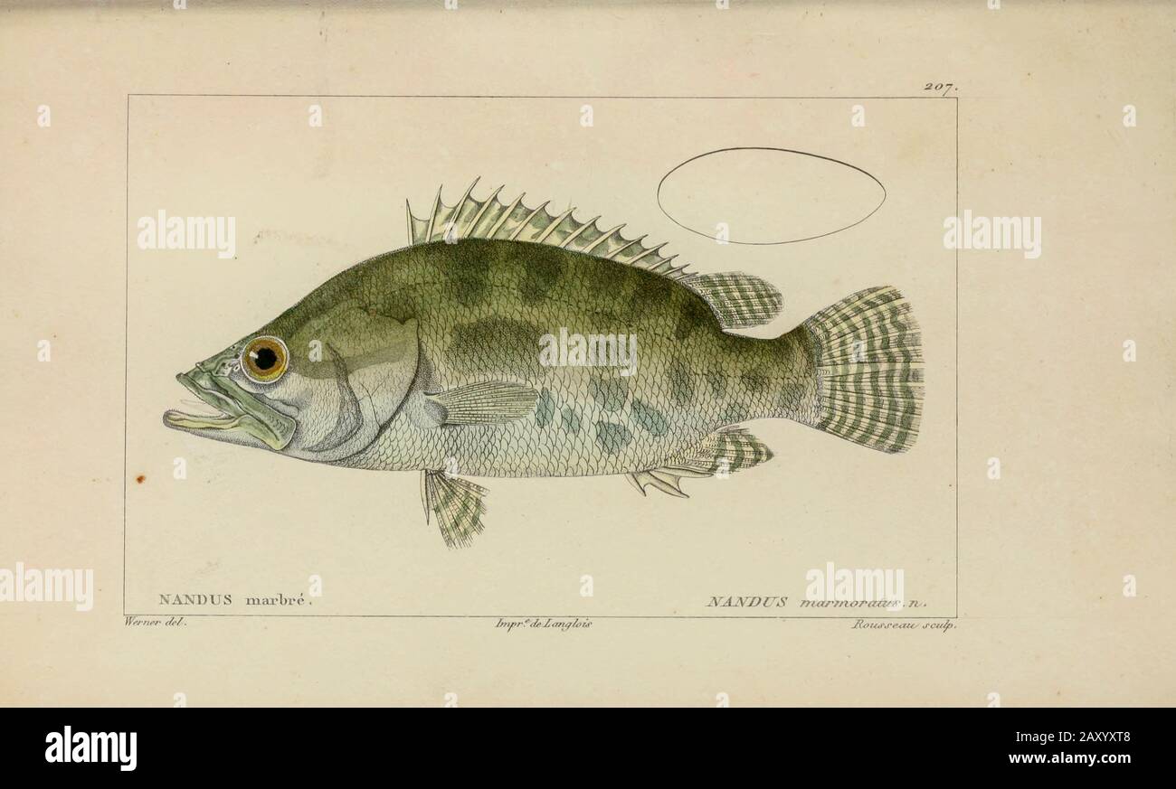 Nandus from Histoire naturelle des poissons (Natural History of Fish) is a 22-volume treatment of ichthyology published in 1828-1849 by the French savant Georges Cuvier (1769-1832) and his student and successor Achille Valenciennes (1794-1865). Stock Photo