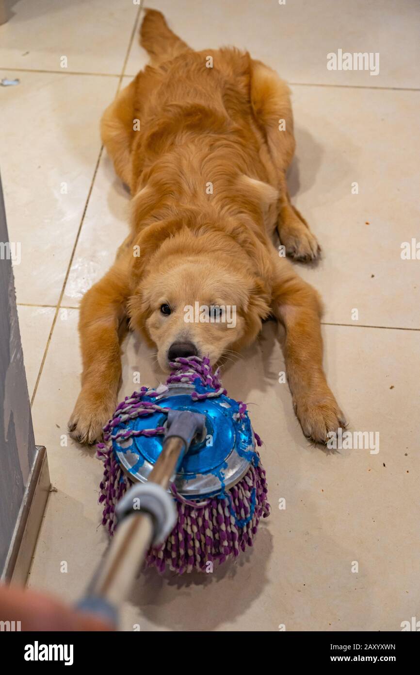 Golden dog biting the wet mop from his owner's hand Stock Photo