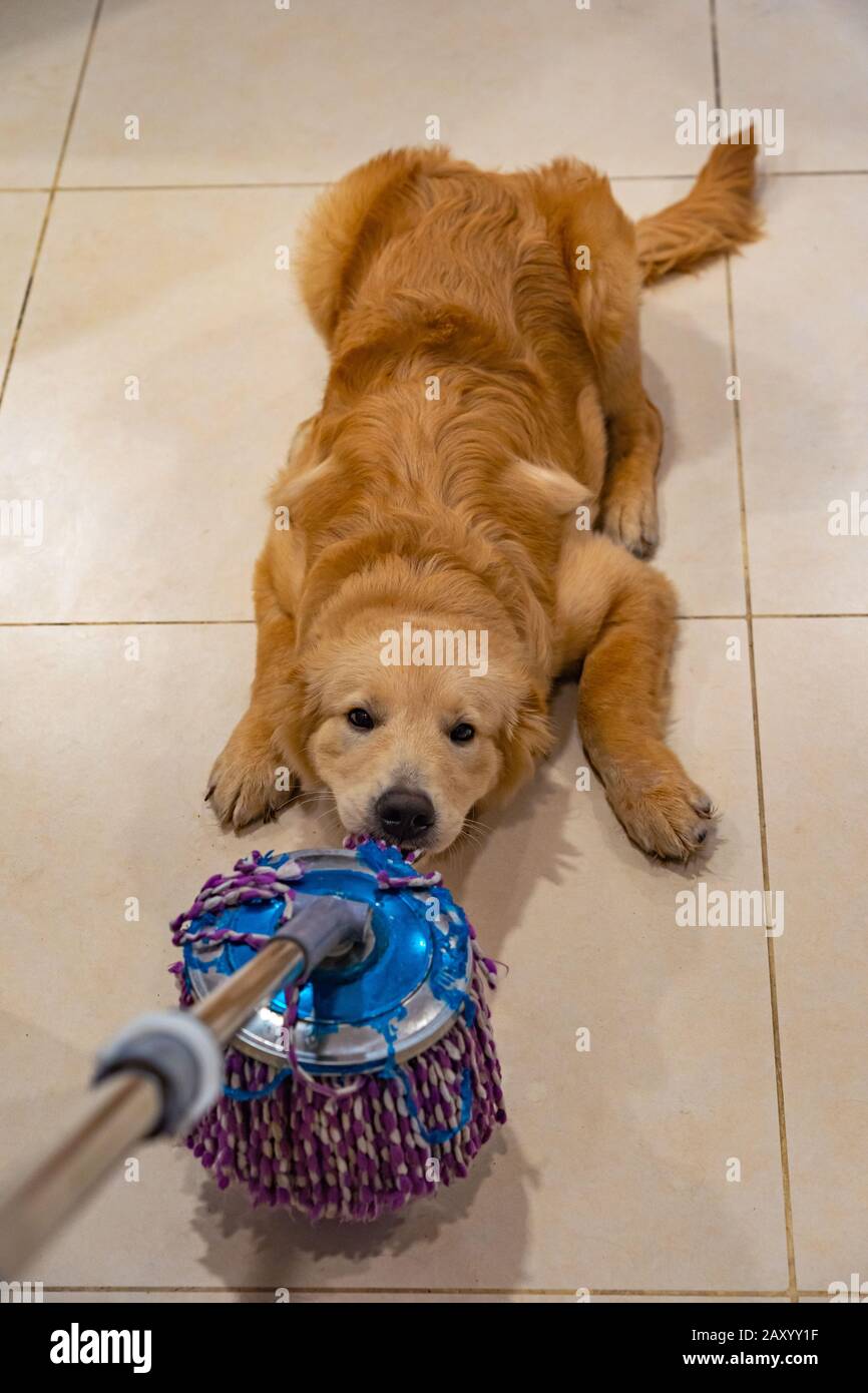 Tricksy golden dog playing and biting the wet mop  Stock Photo
