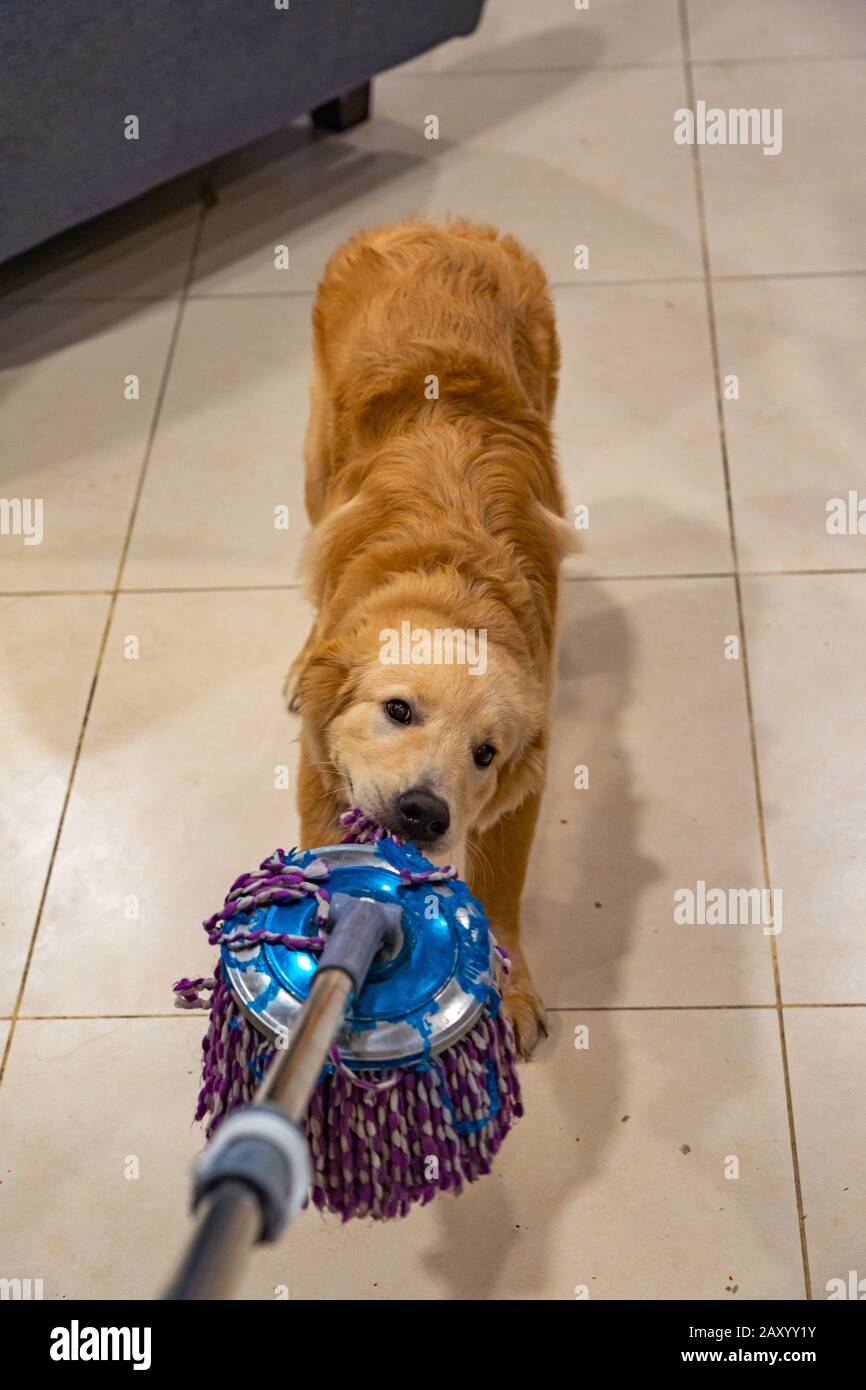 Five-month olds mischief golden dog playing with the floor wiper Stock Photo