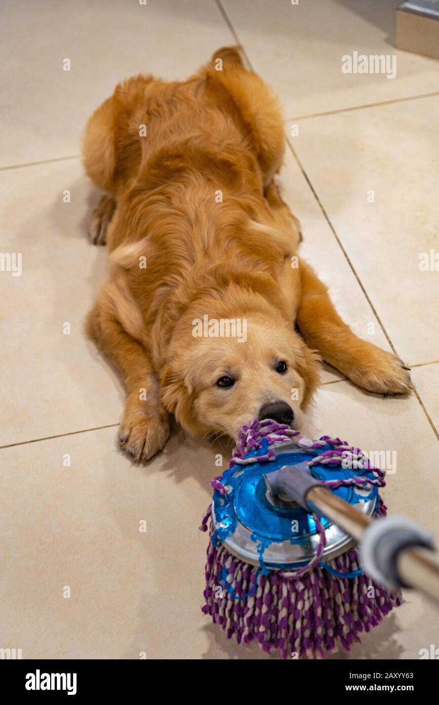 Mischief golden dog playing and biting the floor wiper  Stock Photo
