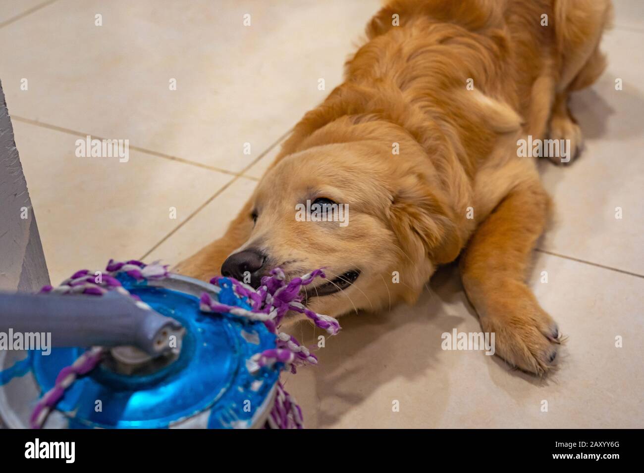 Mischief golden dog playing and biting the wet mop Stock Photo