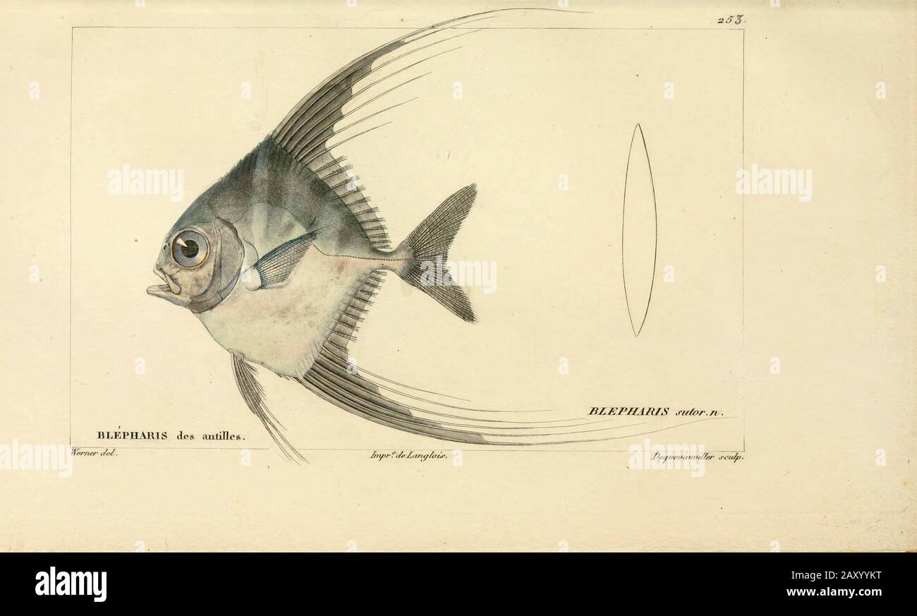 Blepharis from Histoire naturelle des poissons (Natural History of Fish) is a 22-volume treatment of ichthyology published in 1828-1849 by the French savant Georges Cuvier (1769-1832) and his student and successor Achille Valenciennes (1794-1865). Stock Photo