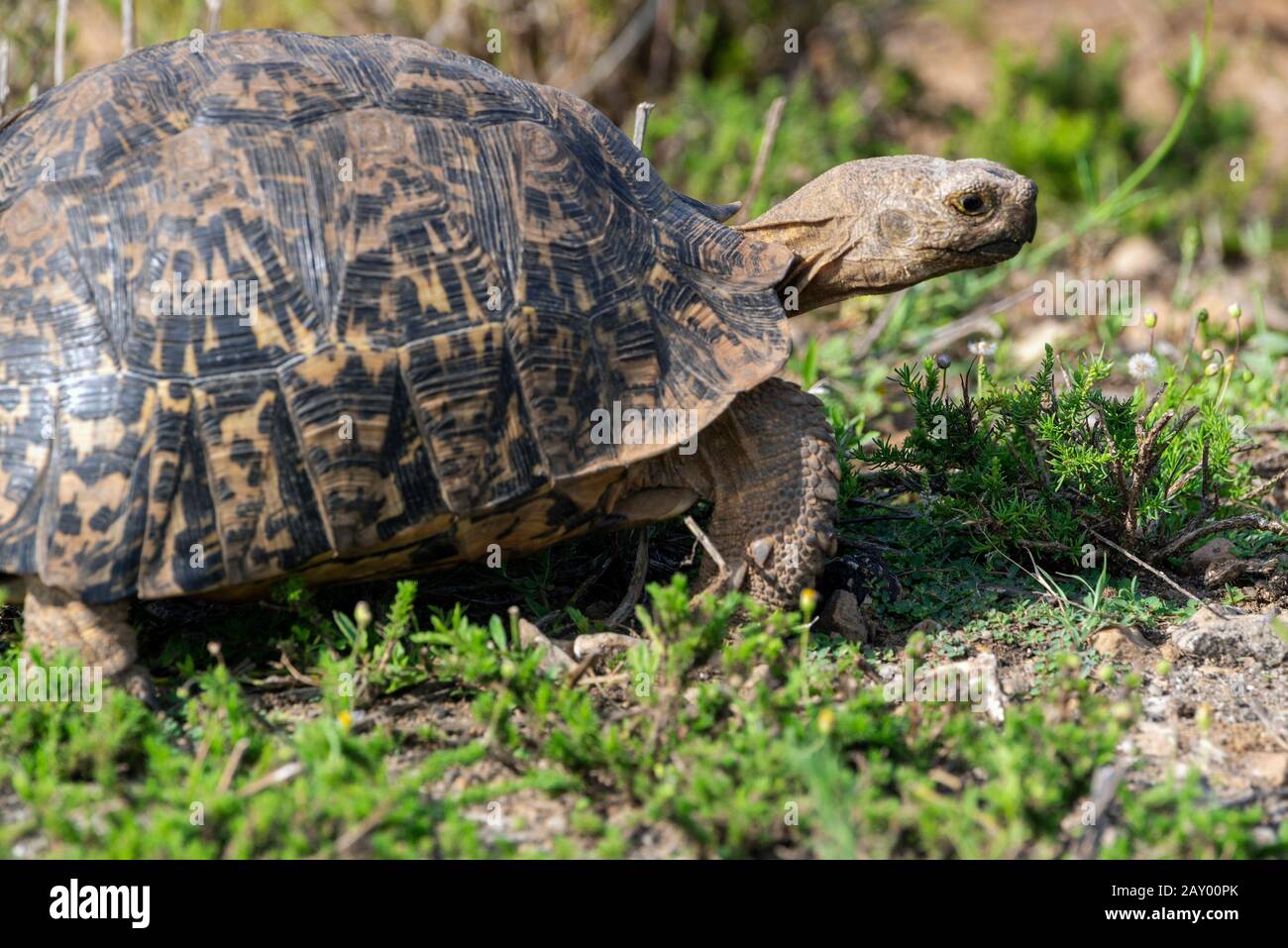Leopard Tortoise in Addo Elephant National Park, Eastern Cape, South Africa Stock Photo