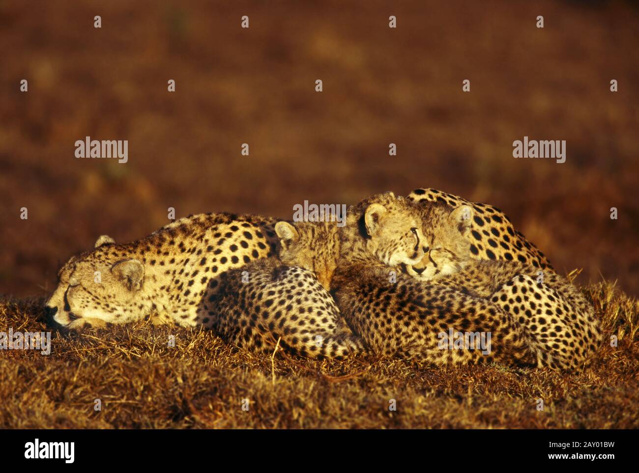 Gepard Mit Jungen Cheetah With Cubs Acinoynx Jubatus Masai Mara Kenia Afrika Stock Photo Alamy