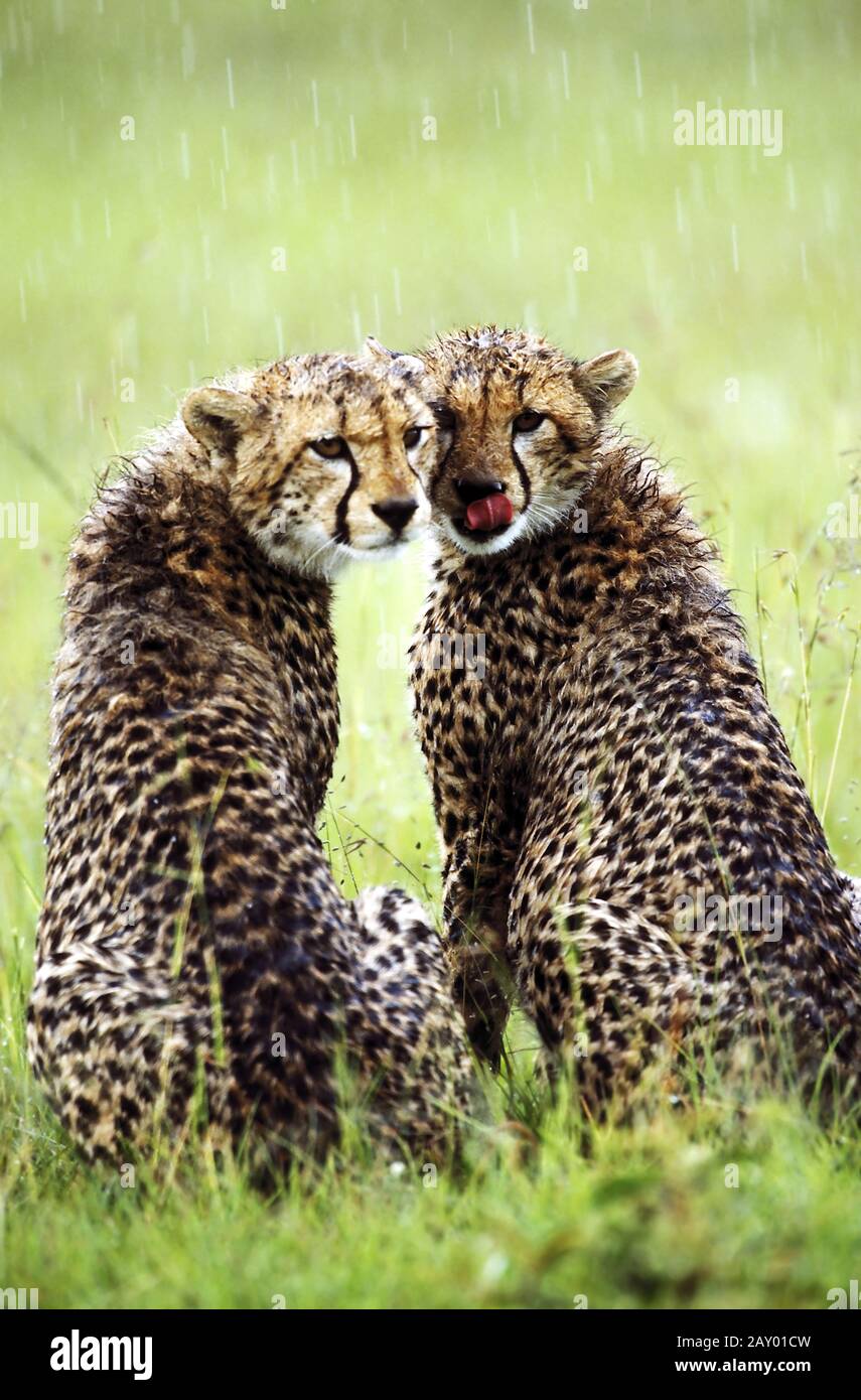Gepard Cheetah Acinonyx Jubatus Masai Mara Nationalpark Kenia Afrika Stock Photo Alamy
