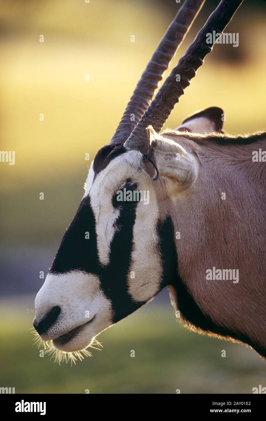 Gemsbock, Gemsbok, Oryx, Spiessbock, Portrait, Zoo, Florida, USA Stock Photo