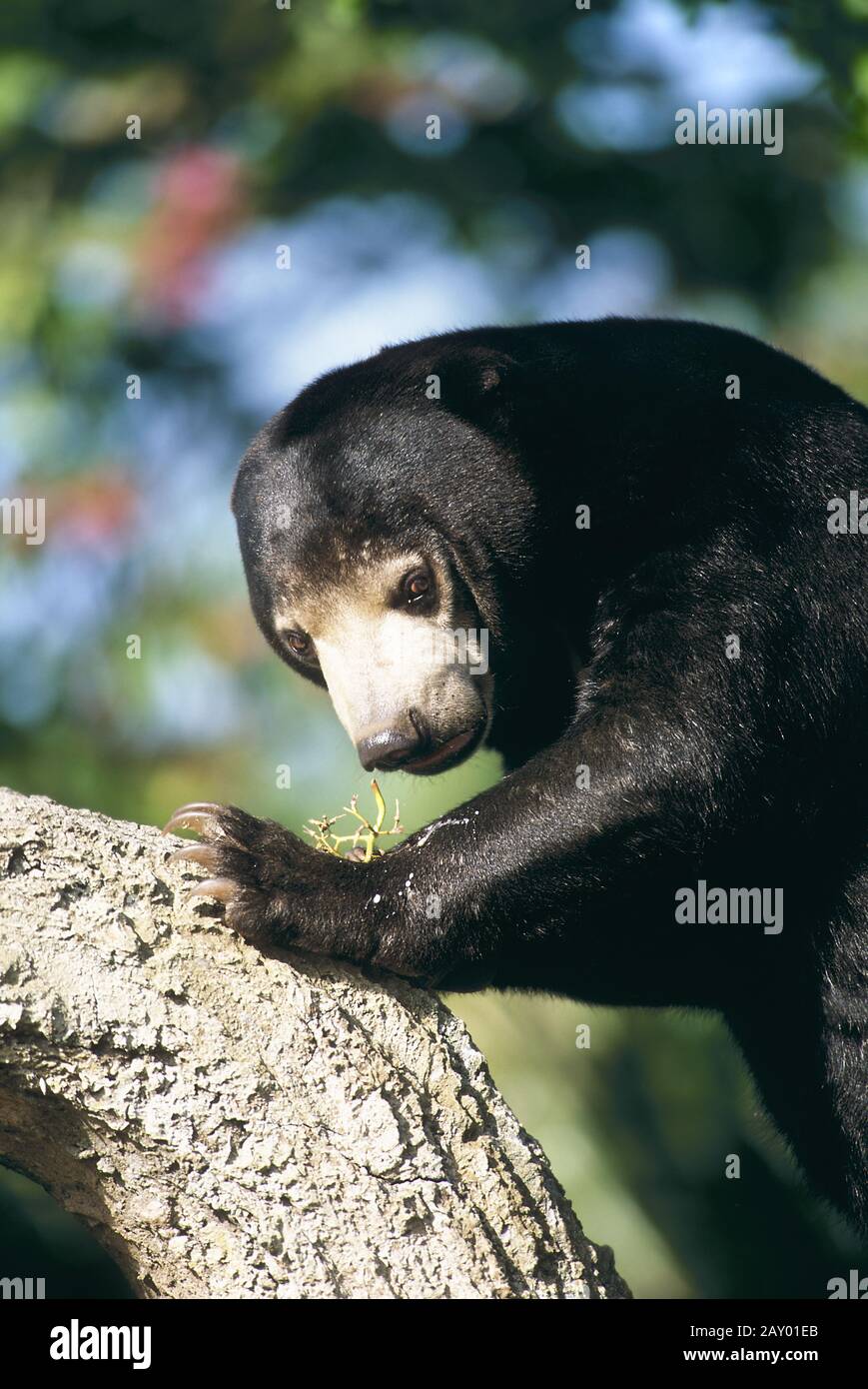 Malai-Baer, Malai-Baer, Malayan Sun Bear, Helarctos Malayanus, Zoo Stock Photo