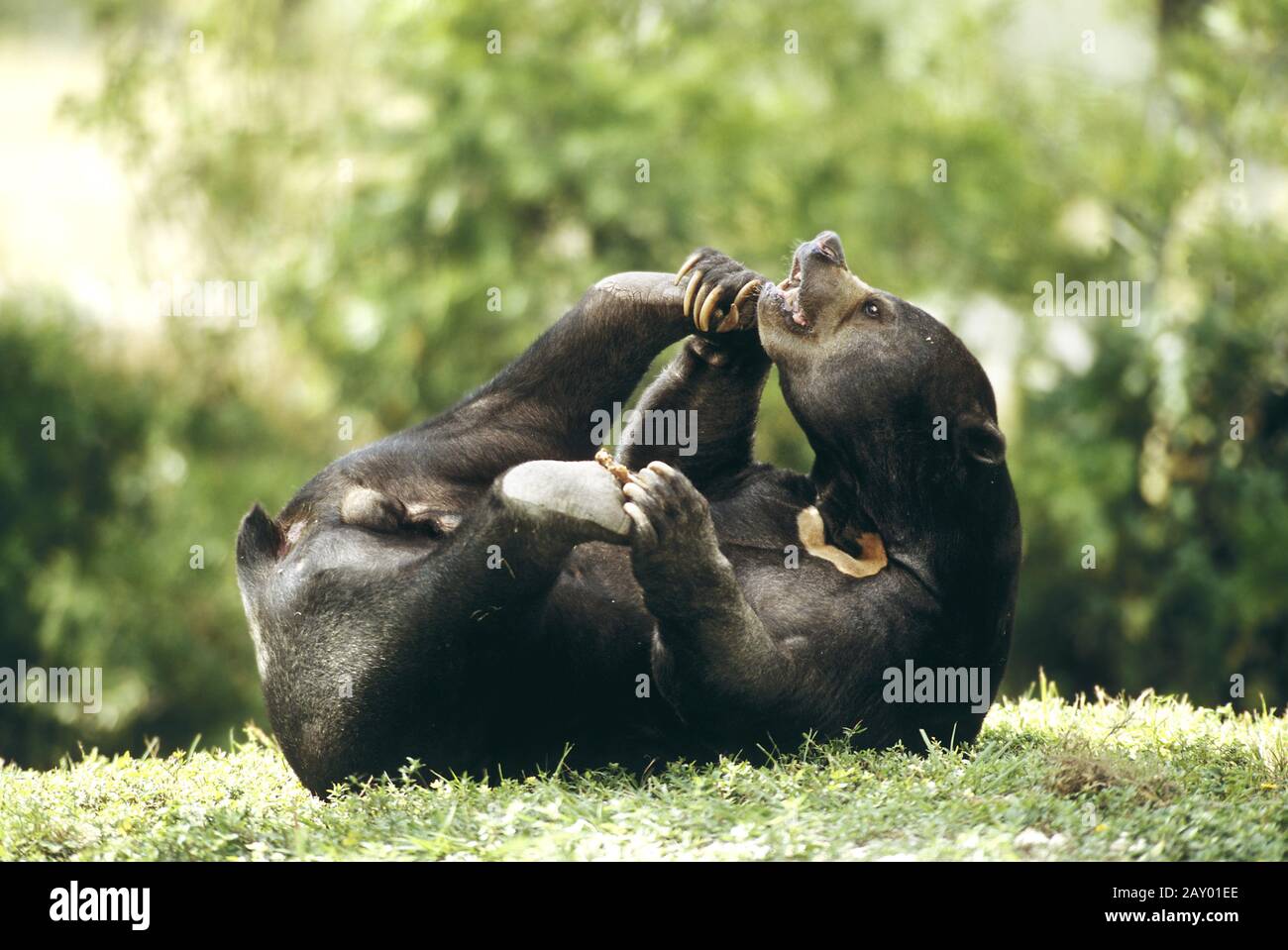 Malaien-Baer, Malaienbaer, Malayan Sun Bear, plays, Helarctos Malayanus, Zoo Stock Photo