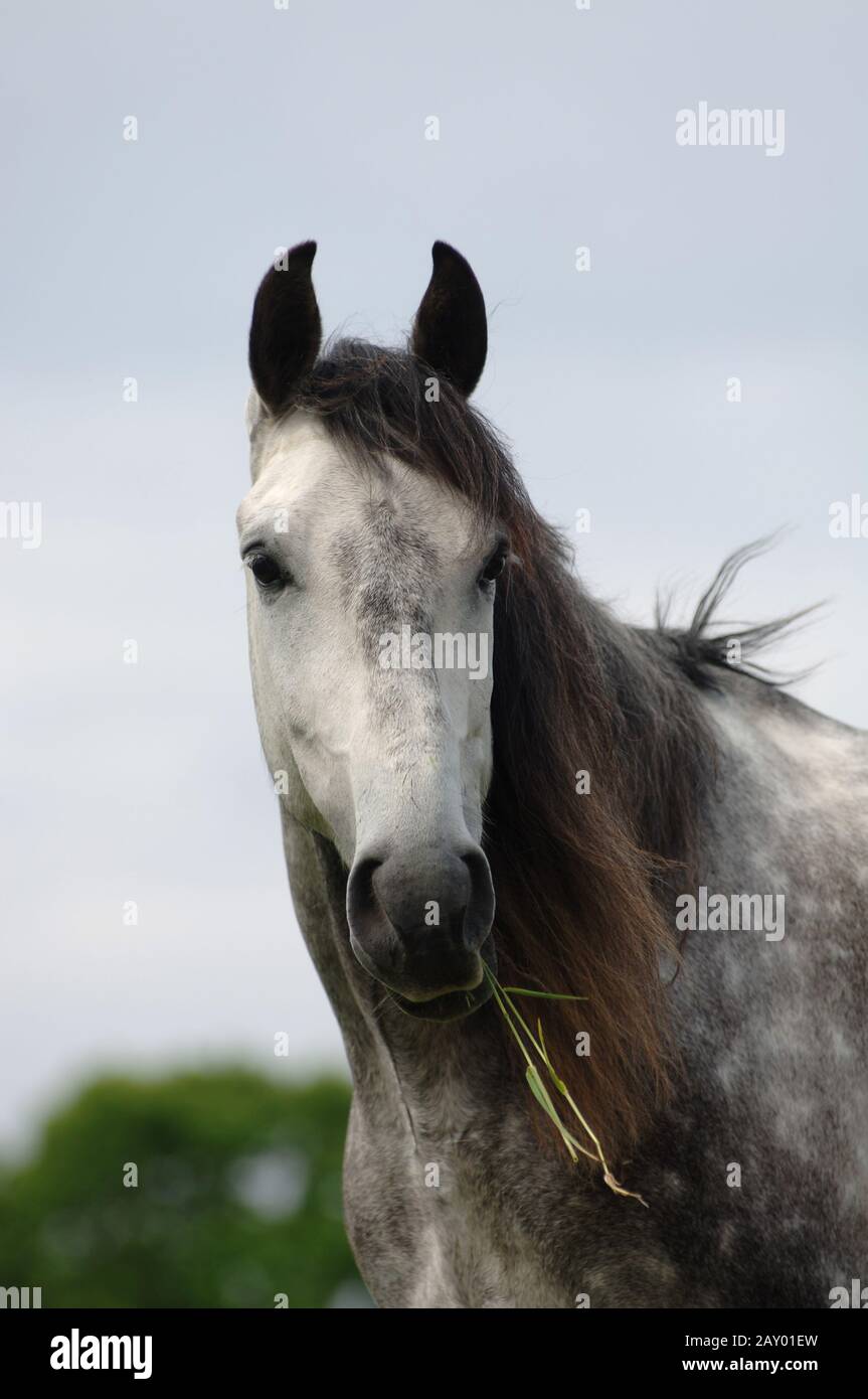 Andalusier, PRE, Andalusian Horse, Spain, Spanien Stock Photo