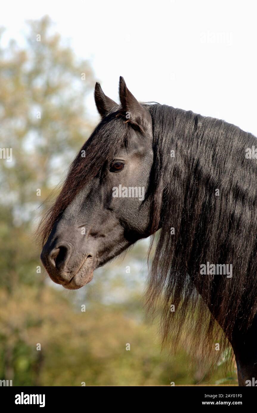Friesian Stallion, Frisian Stallion, Friesian Stallion Stock Photo