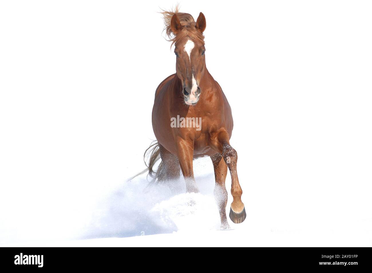 Thoroughbred Cut Out Stock Images Pictures Alamy