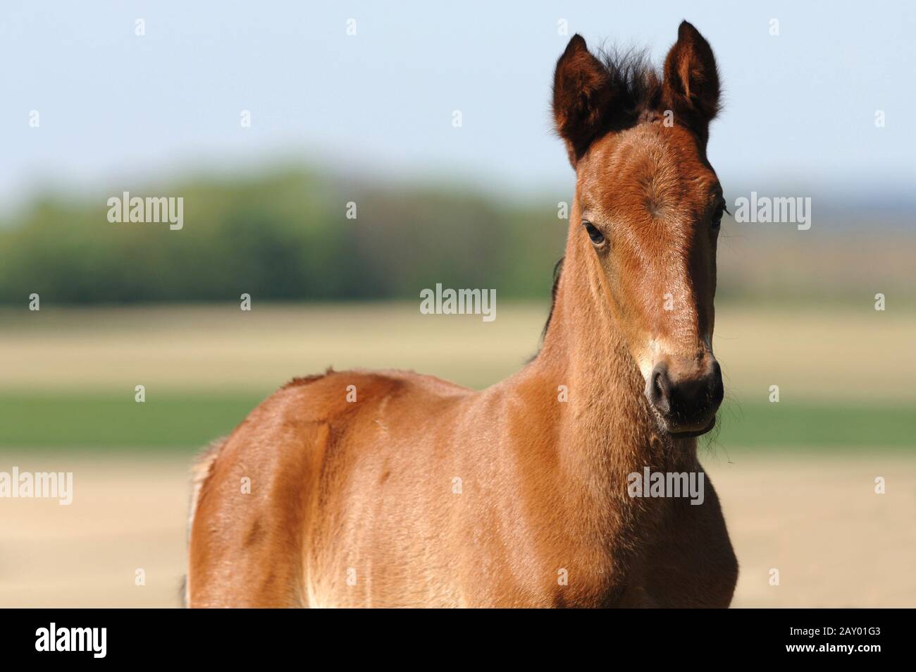 standardbred horse