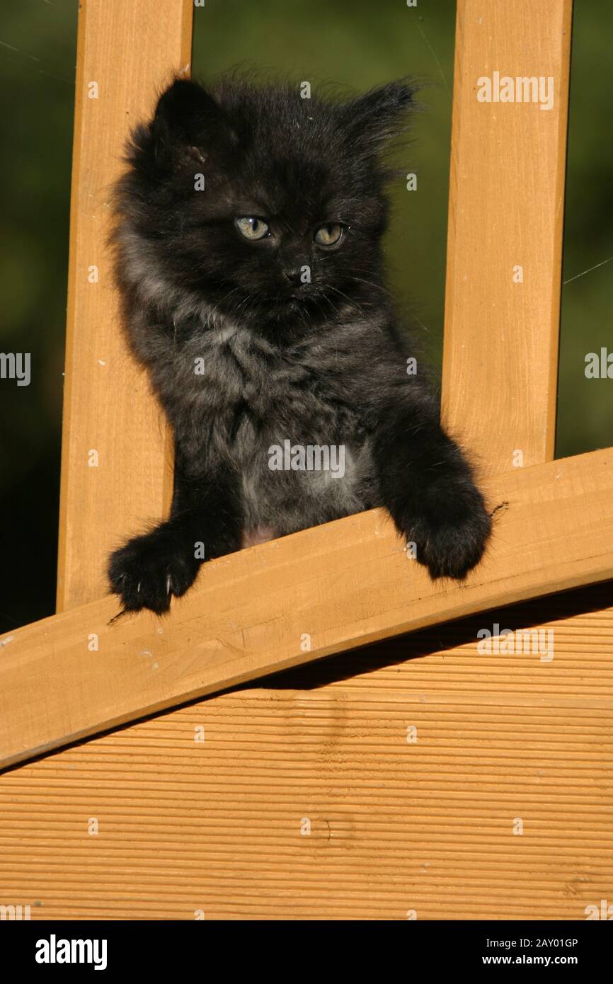 Chat Angora Hi Res Stock Photography And Images Alamy Chat Angora Hi Res Stock Photography And Images Alamy
