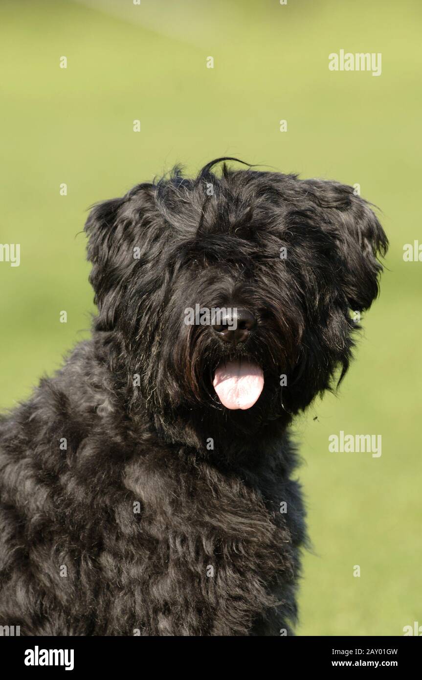 Bouvier des Flandres, Bouvierhunde, Bouvierhund, Bovuier, dog, dogs, bouviers Stock Photo