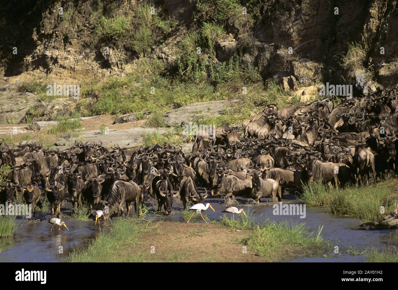 Gnuwanderung, Masai Mara, Kenia, Afrika, Connochoates taurinus, africa, kenya, animal migration, gnus, wildebeests Stock Photo