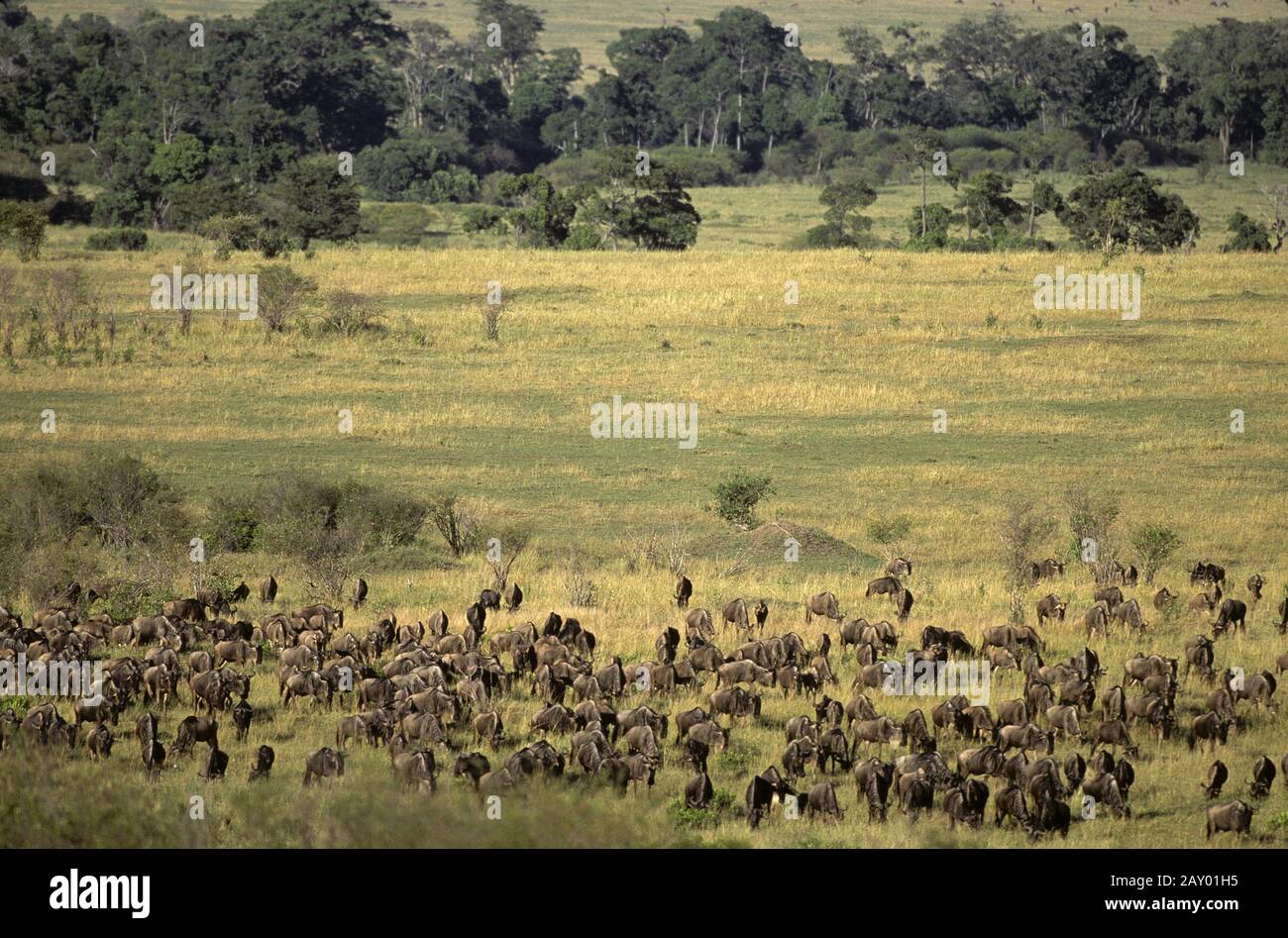 Gnuwanderung, Masai Mara, Kenia, Afrika, Connochoates taurinus, africa, kenya, animal migration, gnus, wildebeests Stock Photo