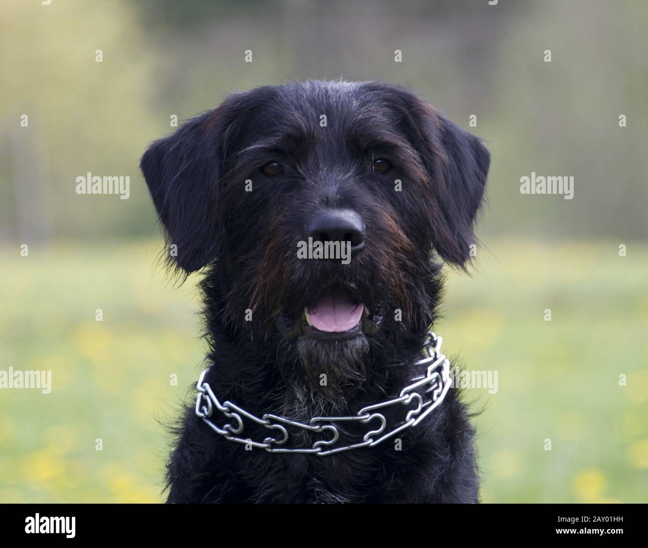 Giant Schnauzer, German Schnauzer Hound, Pinscher, Giant Pinscher Stock Photo Alamy