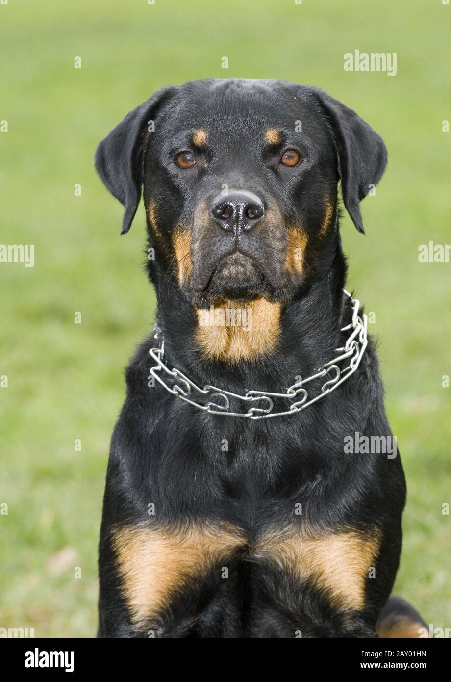 Rottweiler, fighting dog, fighting dogs, dog-images, pet-images,  pet-pictures Stock Photo - Alamy