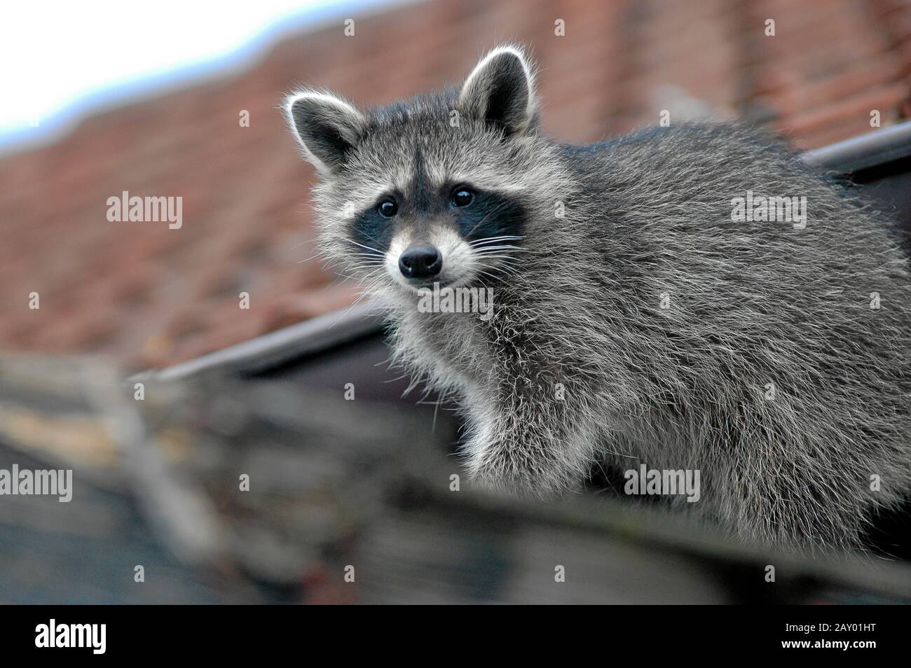 Waschbär, Germany Stock Photo