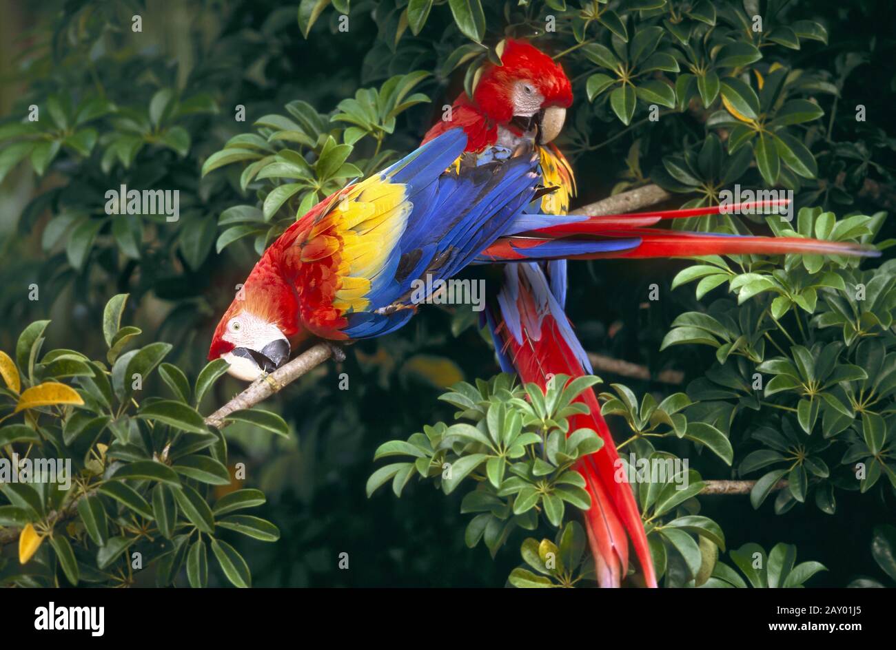 Hellroter Ara, arakanga, red macaw, scarlet Stock Photo - Alamy