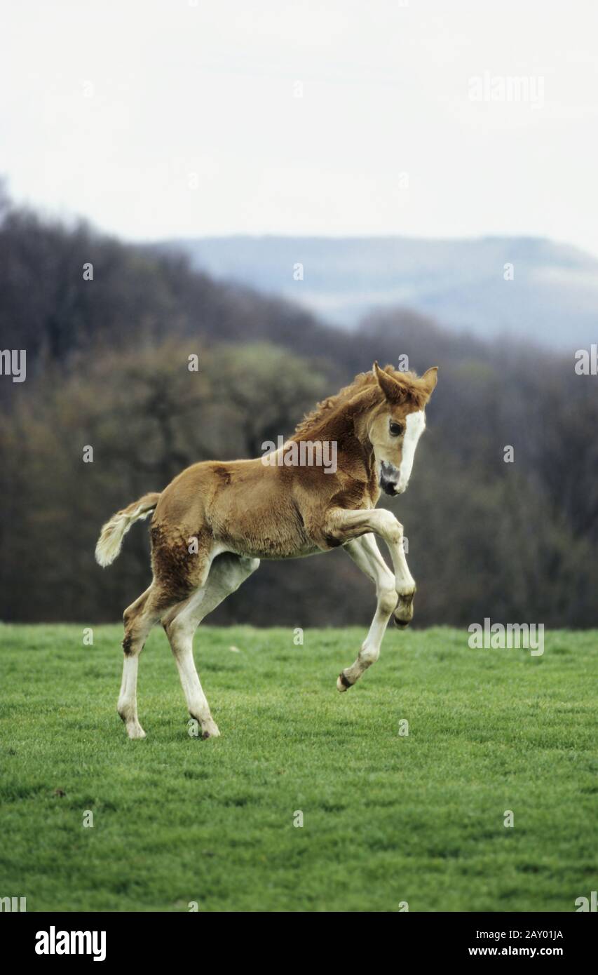 Westphalia, foal, joyful leap, foal, joyful leap Stock Photo