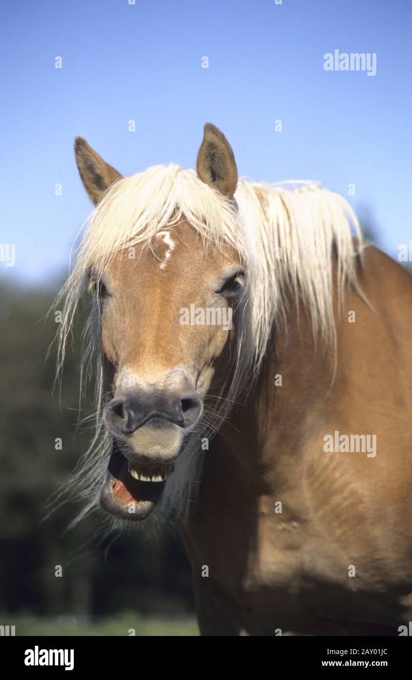 Haflinger, lustiges foto, witzige tierfotos, funny animal pictures