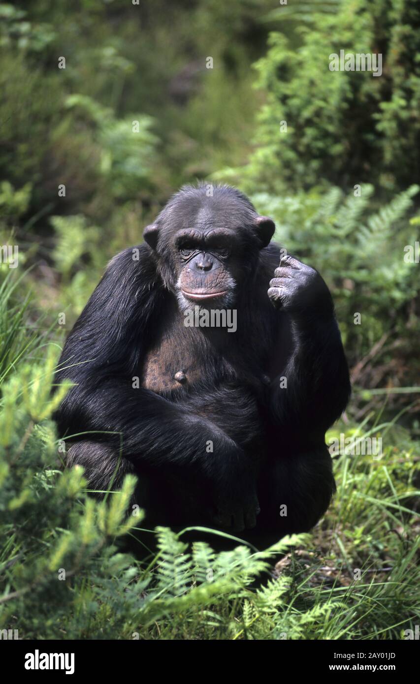 Schimpanse, altweltaffe, chimpanzee, pan troglodytes Stock Photo