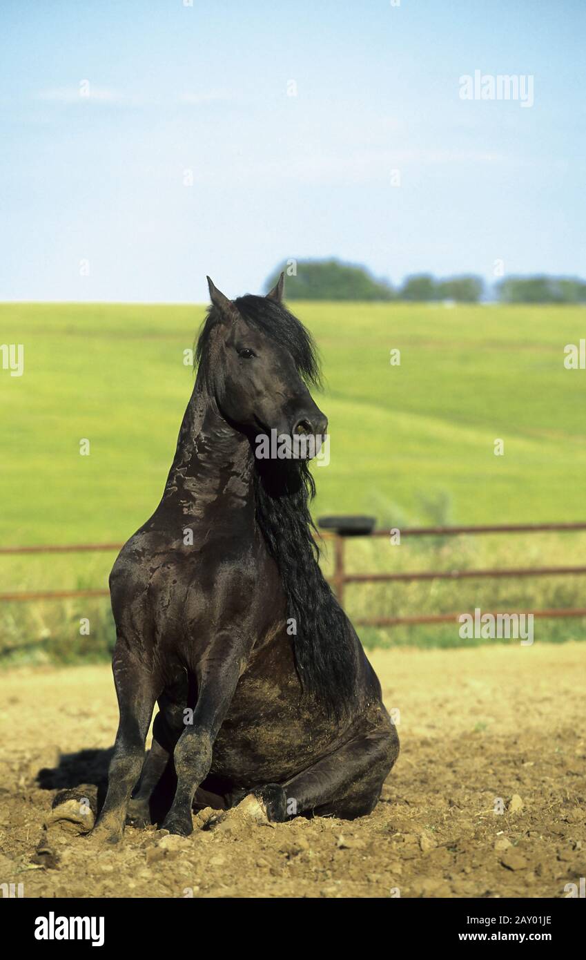 Frisian stallion, Friesian horse, funny animals, funny animal pictures Stock Photo