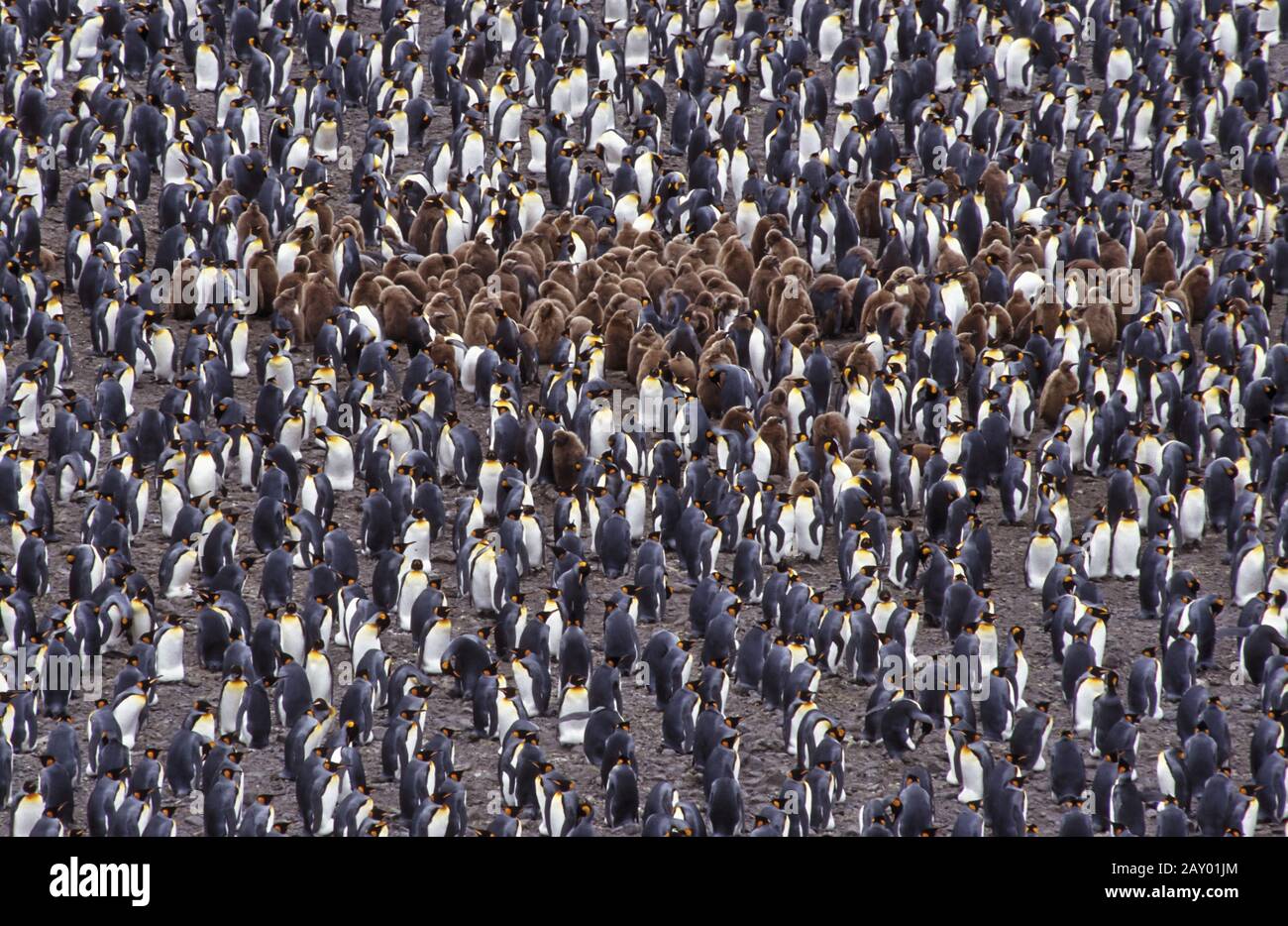 Colony of king penguins, king penguin, Salisbury Plain, South Georgia Island, Antarctica Stock Photo