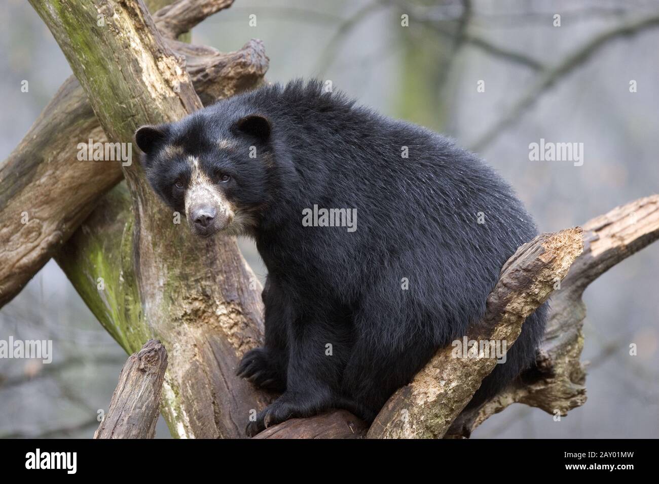 Brillenbaer, Andenbaer, Tremarctos ornatus, Spectacled Bear, Andean Bear Stock Photo
