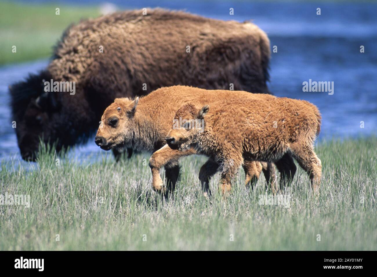 Bison, American Bison, bison, calves, calf Stock Photo Alamy